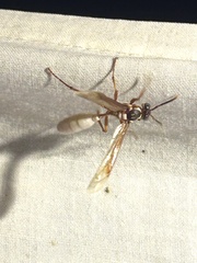 Apoica pallens image