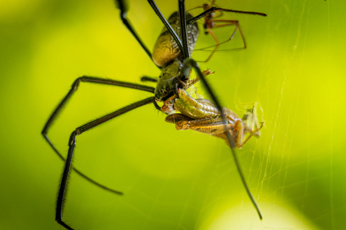 Hairy Golden Orb-weaving Spider