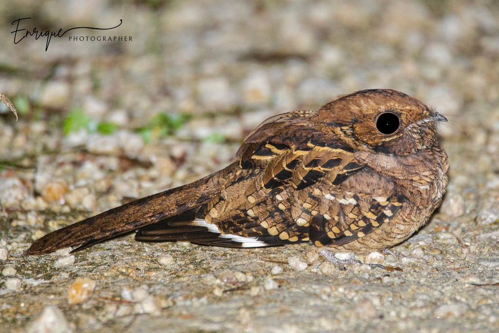 Common Pauraque photo