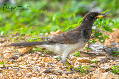 Brown Jay