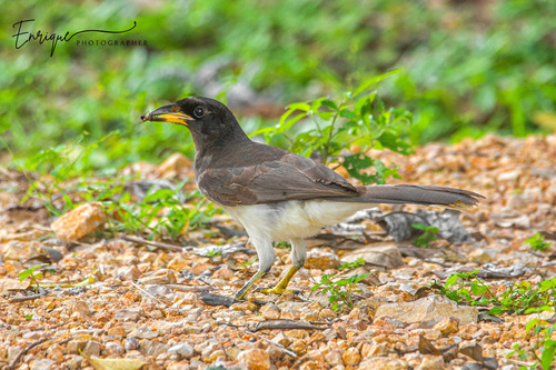 Brown Jay
