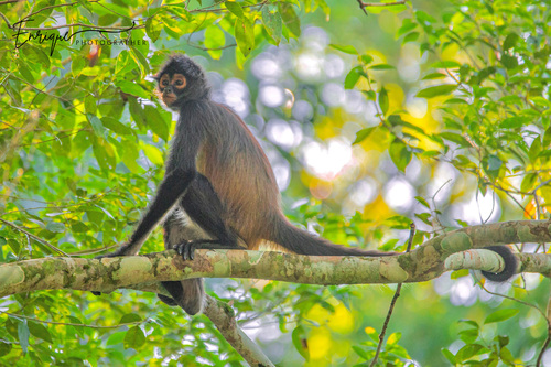 Central American Spider Monkey