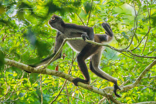 Central American Spider Monkey
