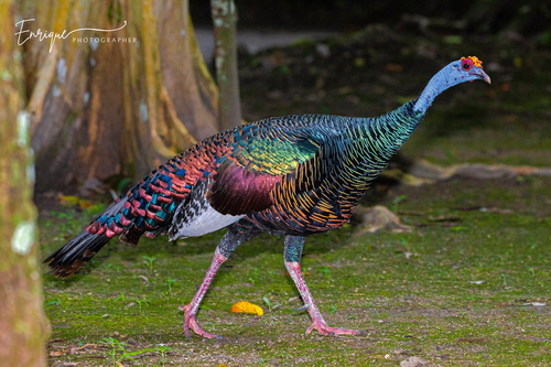 Ocellated Turkey