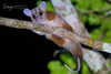 Derby's Woolly Opossum - Photo (c) Luis Enrique Girón Mejía, all rights reserved, uploaded by Luis Enrique Girón Mejía