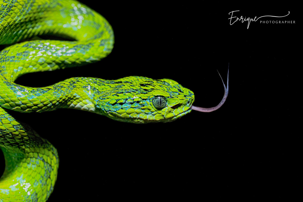 Merendon Palm-pitviper (Bothriechis thalassinus)