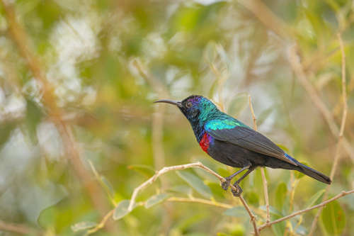 Arabian Sunbird