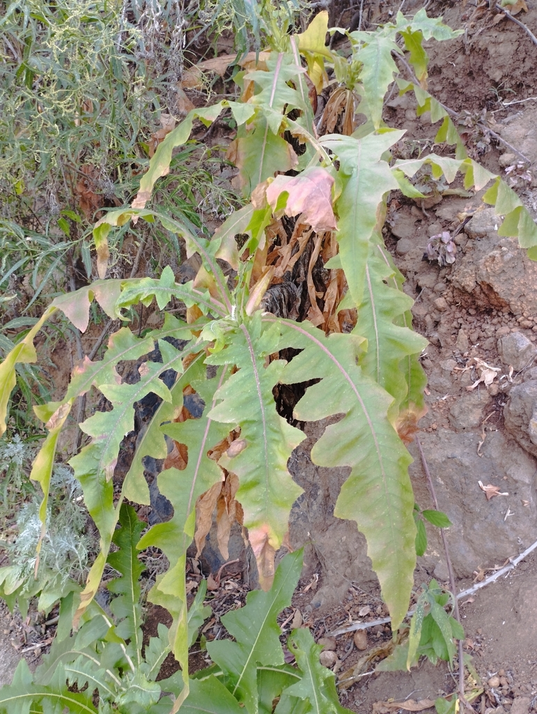 Sonchus congestus from 38460 Las Cruces, Santa Cruz de Tenerife, España ...