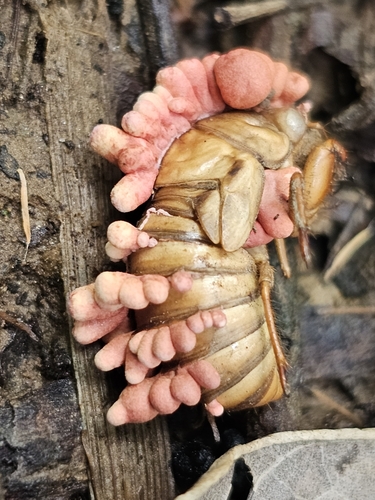 Ophiocordyceps sobolifera