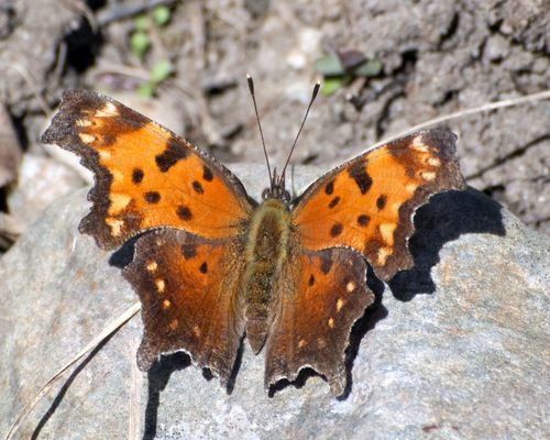 Gray Comma