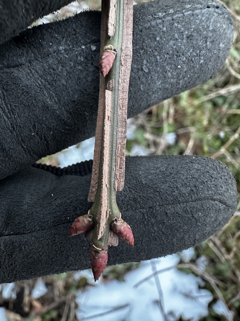 winged euonymus from Udall's Park Preserve, New York, NY, US on