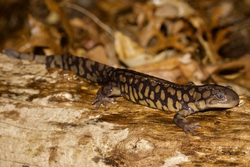 Eastern Tiger Salamander