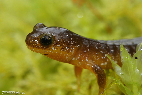 Columbia Torrent Salamander
