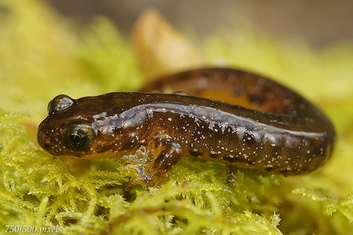 Olympic Torrent Salamander