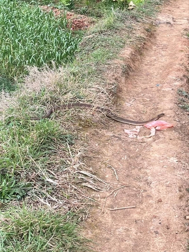 Indo-Chinese Rat Snake