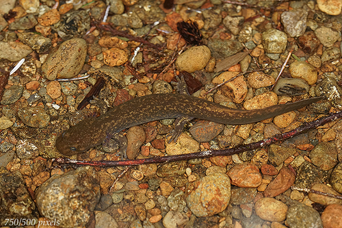 Cope's Giant Salamander