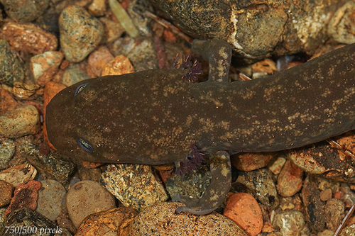 Cope's Giant Salamander