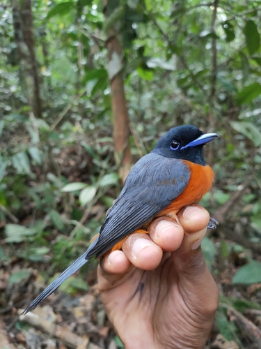 Black-headed Paradise-Flycatcher