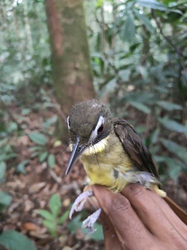 Red-tailed Bristlebill