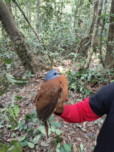 Blue-headed Wood-Dove