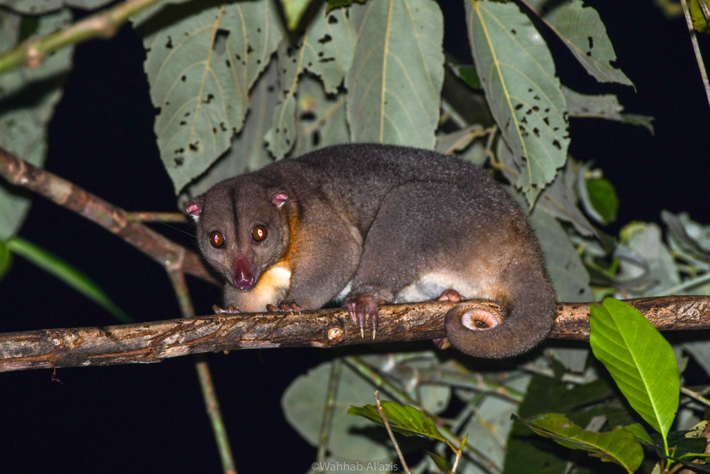 Northern Common Cuscus from Miyah, Tambrauw Regency, West Papua ...