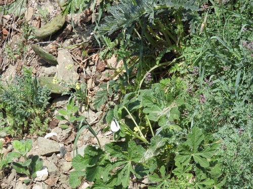 Bijelci (Pieridae)