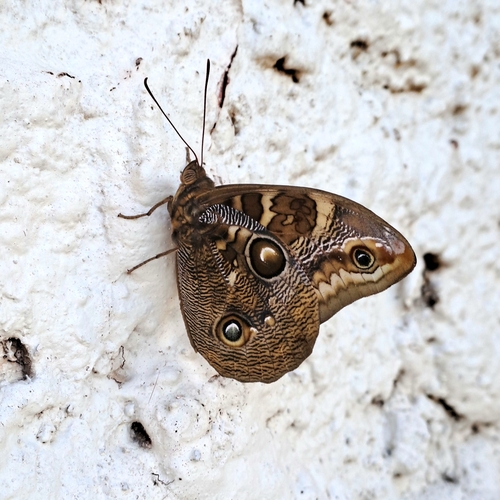 Opsiphanes blythekitzmillerae