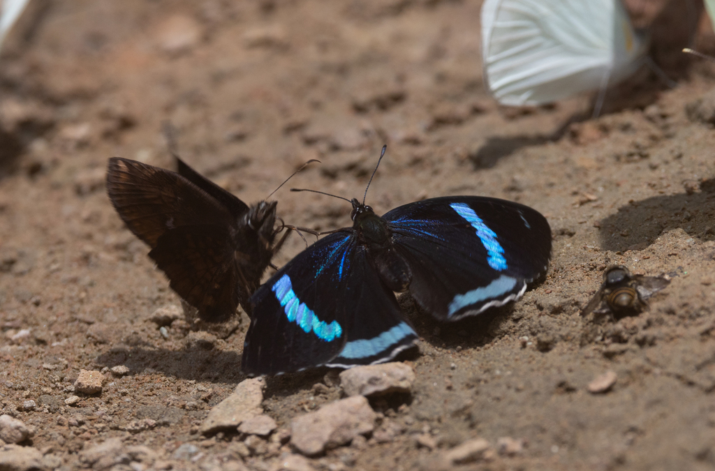 Widespread Eighty-eight from Tiputini Biodiversity Station--riverbank ...