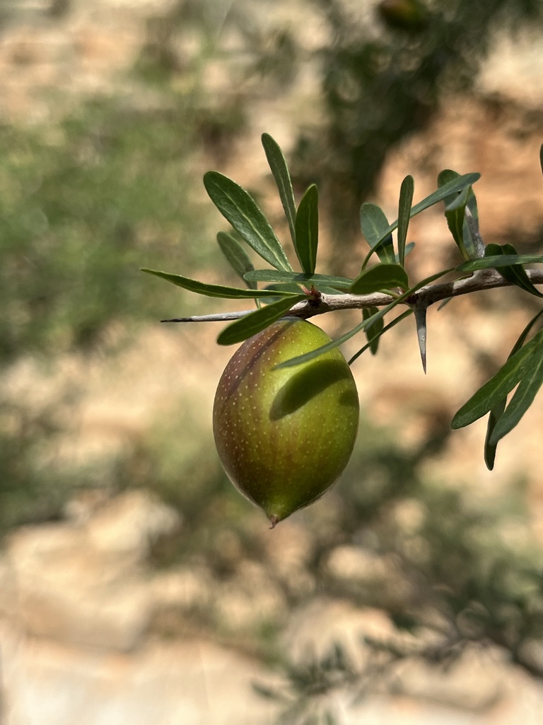 Argan tree (Sideroxylon spinosum)  iNaturalist