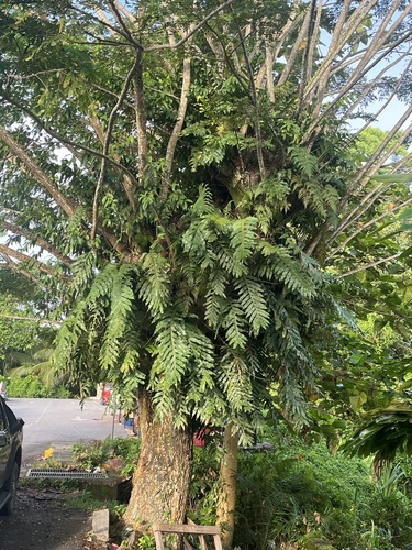 Oakleaf fern