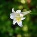 Lilium formosanum - Photo (c) 陳粉圓, todos os direitos reservados, uploaded by 陳粉圓