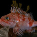 Blackbelly Rosefish - Photo (c) Halvard Aas Midtun, all rights reserved, uploaded by Halvard Aas Midtun