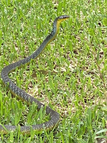 Common Tree Snake sighting