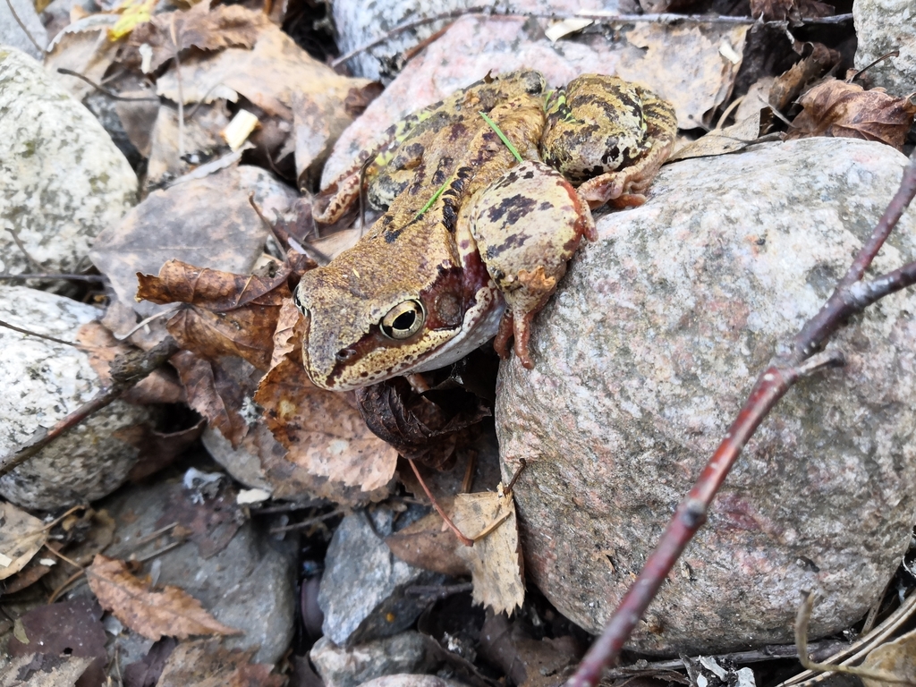 European Common Frog (Rana temporaria) · iNaturalist