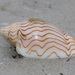 Wavy Volute - Photo (c) williamdomenge9, all rights reserved, uploaded by williamdomenge9