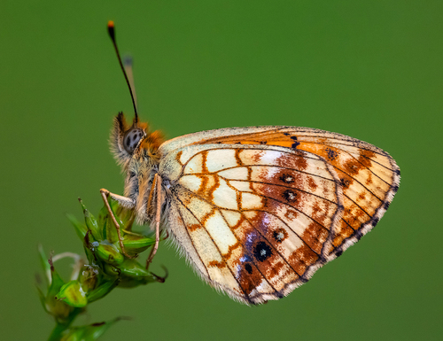 Lesser Marbled Fritillary
