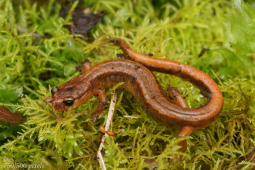 Van Dyke's Salamander