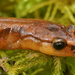 Van Dyke's Salamander - Photo (c) Henk Wallays, all rights reserved, uploaded by Henk Wallays