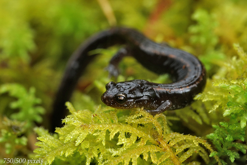 Western Red-backed Salamander