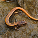 Western Red-backed Salamander - Photo (c) Henk Wallays, all rights reserved, uploaded by Henk Wallays