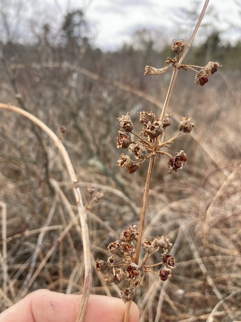 swamp loosestrife from Oneida St, Oneonta, NY, US on February 13, 2024