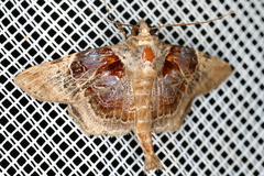 Image of Dolichosomastis archadia