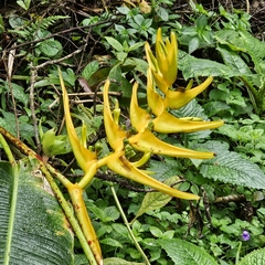 Heliconia lankesteri image