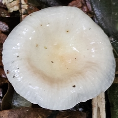 Image of Clitocybe fragrans
