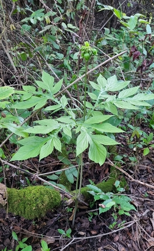 Polynesian Arrowroot