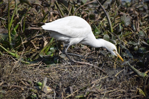 Eastern Cattle-Egret
