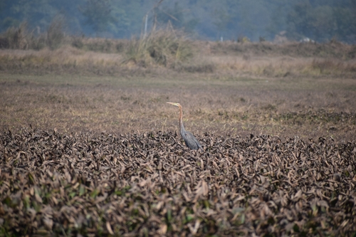 Purple Heron
