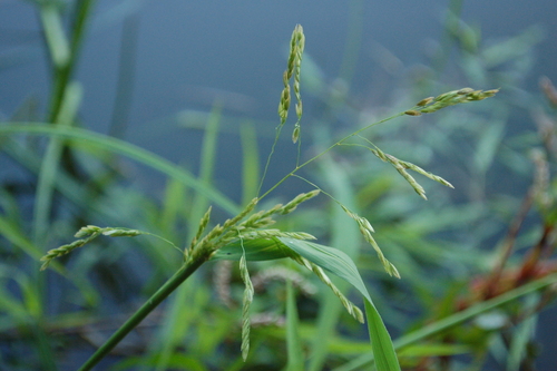 Leersia oryzoides