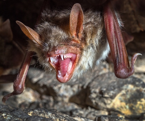 Lesser mouse-eared bat