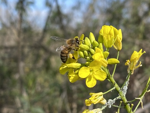 iNaturalist observation photo of Western Honey Bee